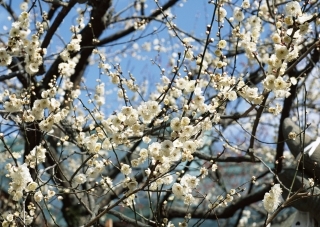 梅の花