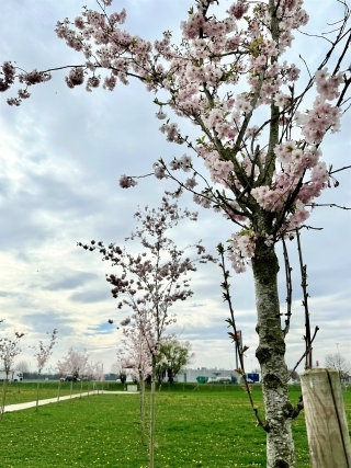 満開の桜