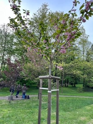 リュブリャナ大学の桜