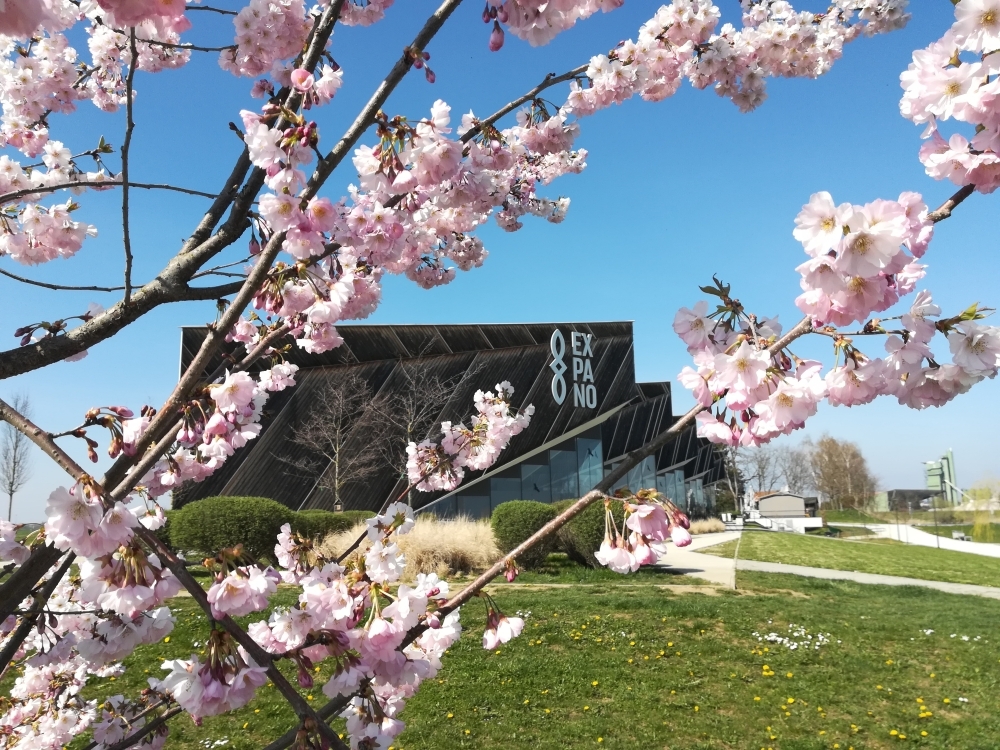 桜