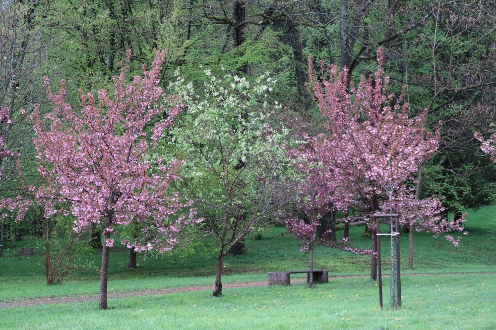 桜